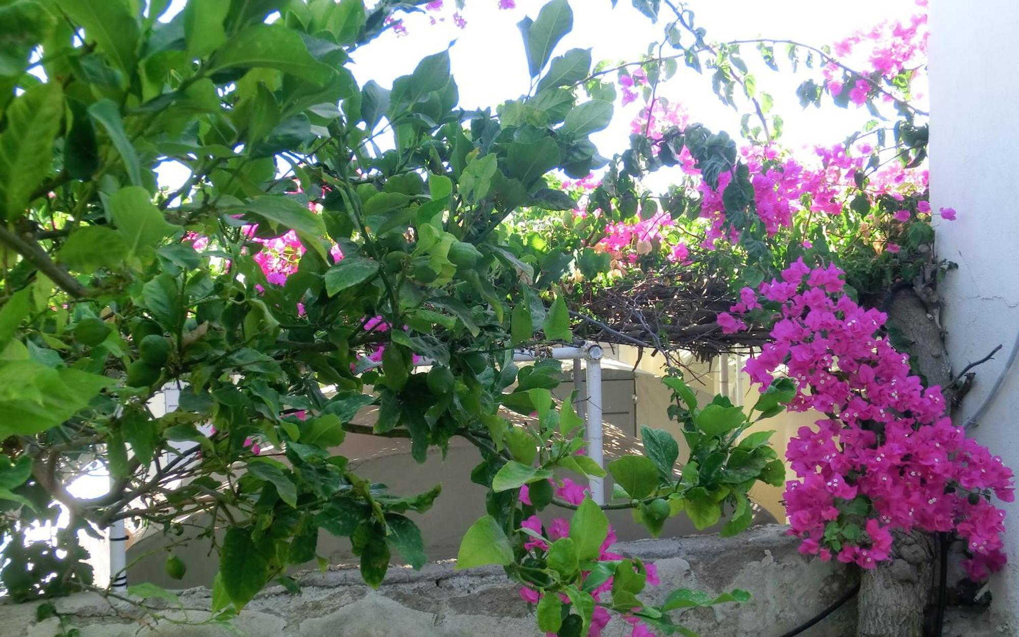 Santorini Camping & Hostel Fira  Luaran gambar